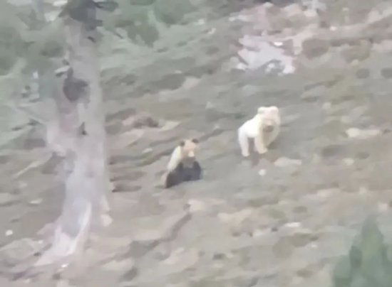 青海惊现白色、熊猫色棕熊……