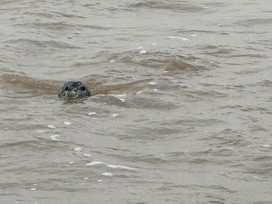 记者手记： 第一次遇见“渤海精灵”——西太平洋斑海豹