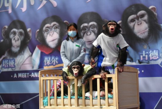 四只黑猩猩<em>宝宝</em>亮相北京野生动物园