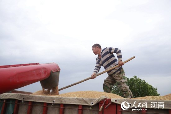 河南全力“雨口夺粮” 记者实地探访小麦抢收现场