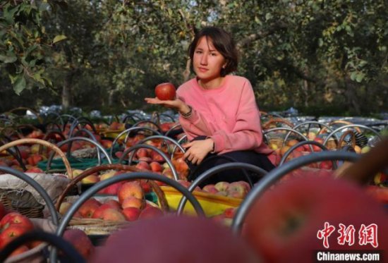 世界广泛种植的苹果何以在新疆阿克苏独一无二？