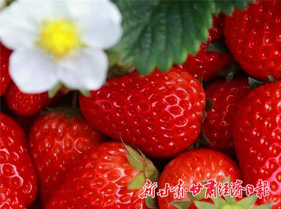 静宁冬日“莓”好时光：尽享采摘乐趣