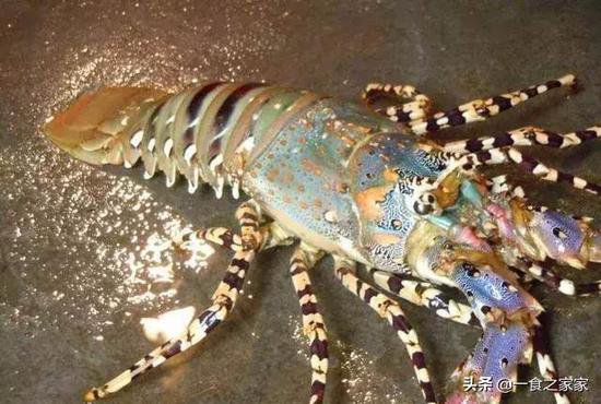 全球最顶级4大海鲜，澳洲皇帝蟹上榜，图1是中国的“神虾”