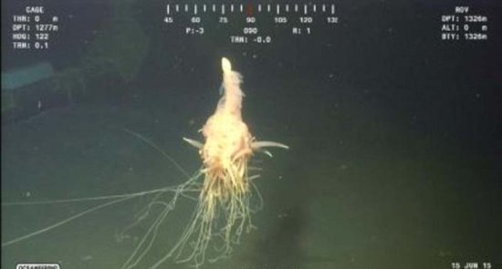 非洲海岸惊现不明深海生物 被称“飞行的面条怪兽”