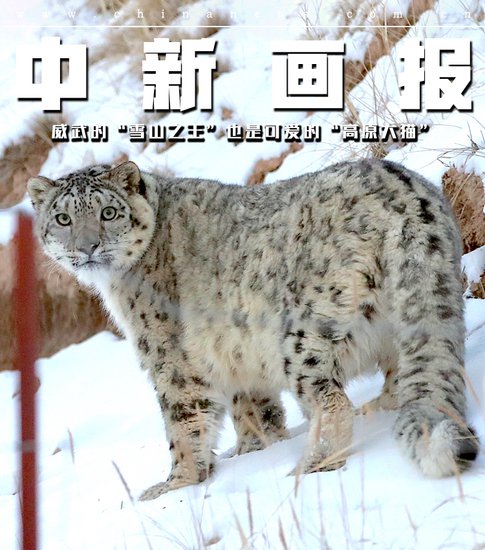 威武的“雪山之王”也是可爱的“高原<em>大猫</em>”