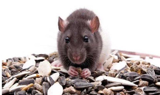 运气测试：下面哪只老鼠最饥饿？测你最大<em>的毛病是</em>什么？