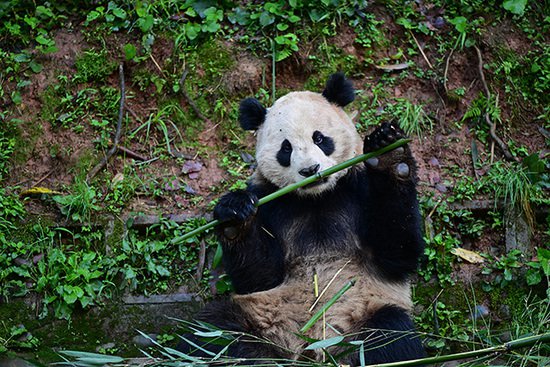 定了！赴美大熊猫是“云川”和“鑫宝”