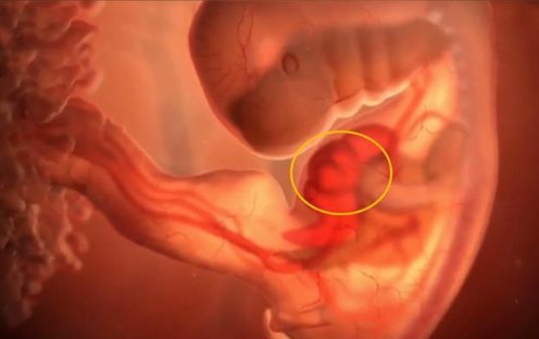 蔡少芬第一次怀孕<em>胎停</em>，孕<em>早期</em>B超单上的4个指标，能看胎儿发育...