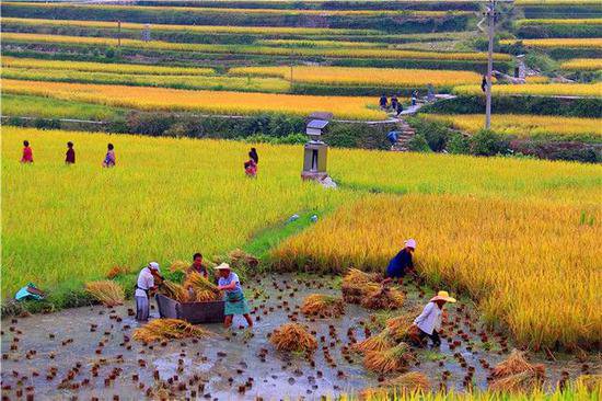 一位教授的惊人调查：中国农村当前最严重问题，并非农民收入太...