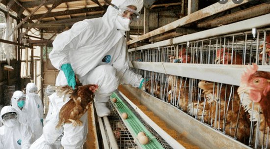 N3N<em>8禽</em>流感能传人意味着什么？三例H3N8感染者情况如何？