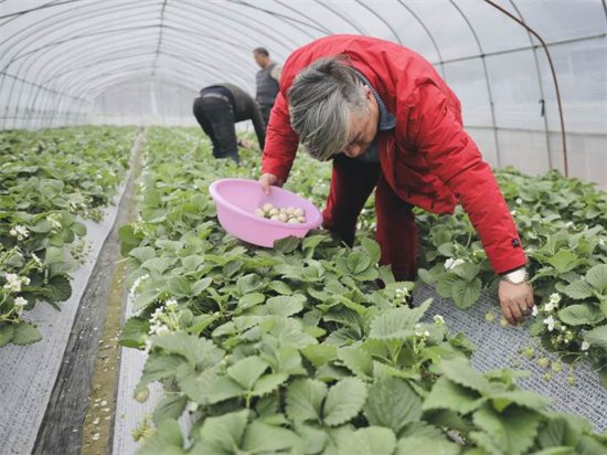 杭州一干了20年<em>理发师</em>的大叔转型种草莓，种出经验也种出了<em>知名</em>...