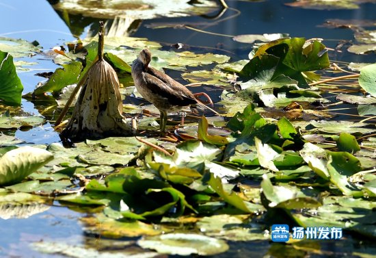湿地“精灵”扬州城市公园安家