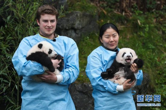 比利时出生的大熊猫<em>双胞胎取名</em>“宝弟”“宝妹”