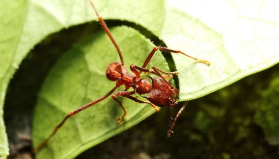 切叶蚁的身上，竟发现神奇铠甲，这种<em>进化</em>在5.5亿年前就<em>开始</em>了