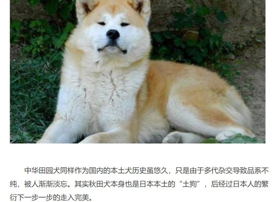 杭州禁狗令：生而为狗，我只想活着