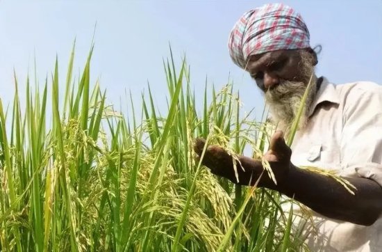 印度耕地比我国多，反被GHI评为重度饥饿，为何产粮量不及我国...