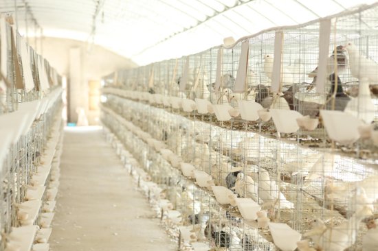 智慧农业典型案例（九）数“智”化养殖 撬动鸽子大产业