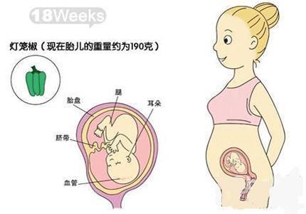 孕期知识：怀孕<em>五个月</em>肚子有多大 需要做哪些产检？