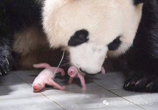 旅韩大熊猫“华妮”诞下一对雌性双胞胎幼崽，情况稳定