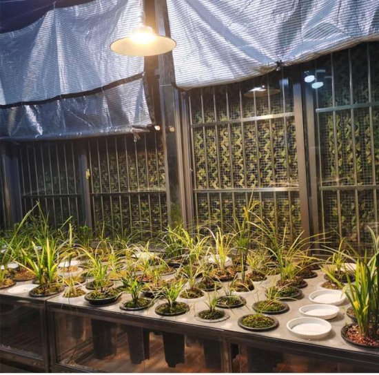 <em>地下室</em>种植植物使用植物补光灯有效果吗？