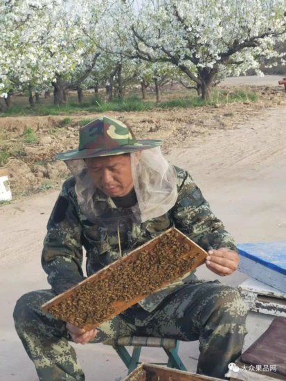蜜蜂才是果农的希望，果树种植不能一窝蜂上