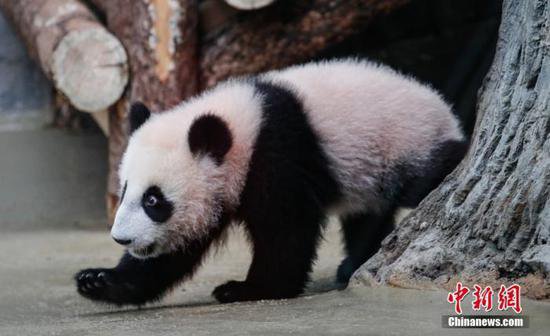 首只在俄<em>出生</em>大熊猫“喀秋莎”体重已达20公斤