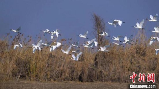 南京新济州湿地好生态 引得“白衣美人”年年深秋到访