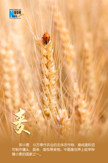 中国农民丰收节丨<em>关于粮食</em>，你知道的有多少呢？