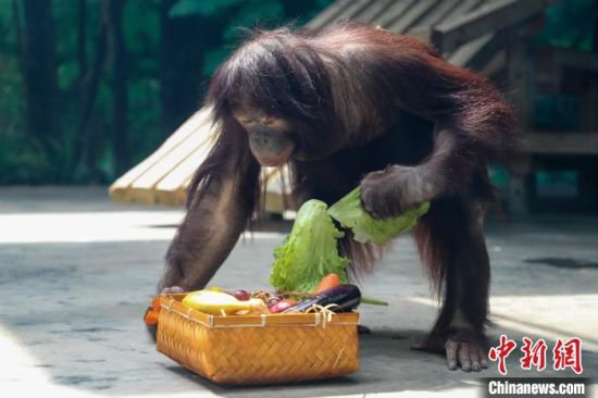 上海出生的珍稀灵长类动物红猩猩5周岁庆生