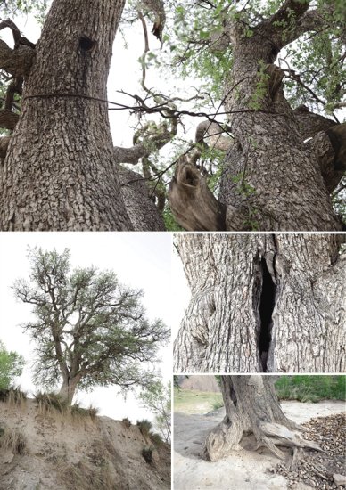千年古树为何遭遇“捆绑”?