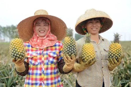 产业风向标！“徐闻·中国菠萝指数”在京发布