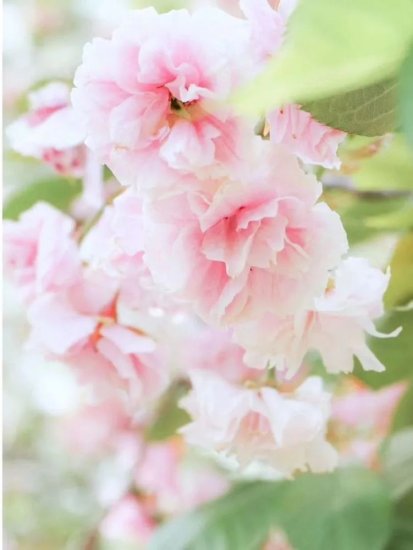 周末 西安周边春季赏花指南