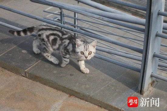 趣闻:市民带猫咪散步，外貌酷似小老虎
