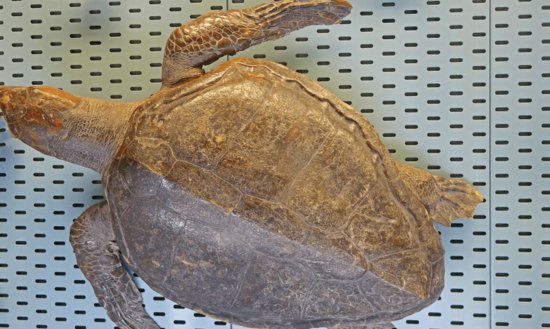<em>乌龟的</em>祖先被发现，和现在<em>的乌龟</em>大庭相径，竟然不会缩进壳里