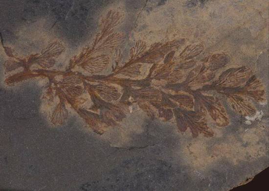 十堰发现3亿多年前古<em>植物</em>化石群 属湖北省首次发现