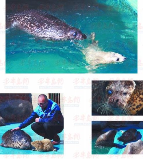 斑海豹妈妈带宝宝下水遛弯 饲养员们全程照料