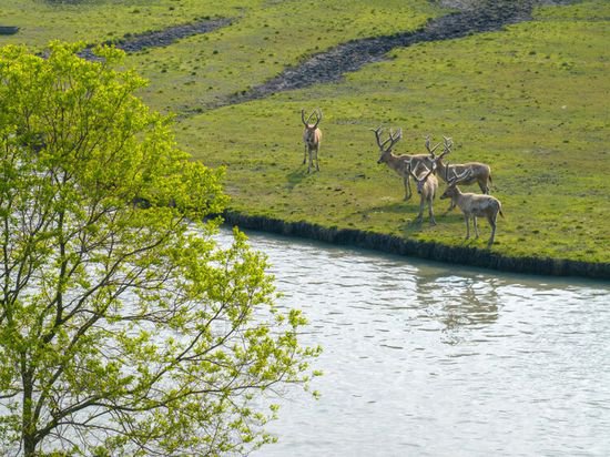 <em>泰州市</em>姜堰区溱湖国家湿地公园：生态好 麋鹿欢