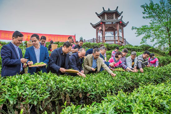 西林举办2024年春茶开采仪式暨茶产业发展推进现场会