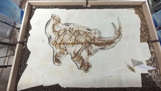 河北首次发现两具完整“热河生物群”恐龙化石 皮肤印痕保存完整