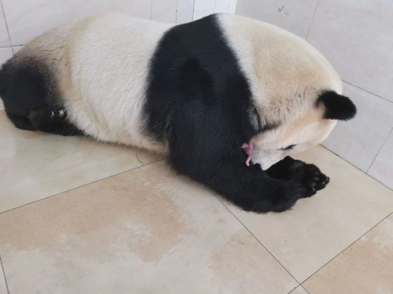 喜报！2只大熊猫同日诞下<em>双胞胎，怎么取名</em>呢？