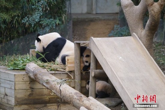 韩国<em>爱宝</em>乐园双胞胎大熊猫幼崽4日起与游客见面