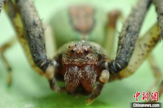 中国首次发现蟹蛛科伊班蛛属蜘蛛