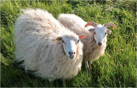 <em>属羊的人</em>，出生在以下4个时辰命最好，来看看有你吗！