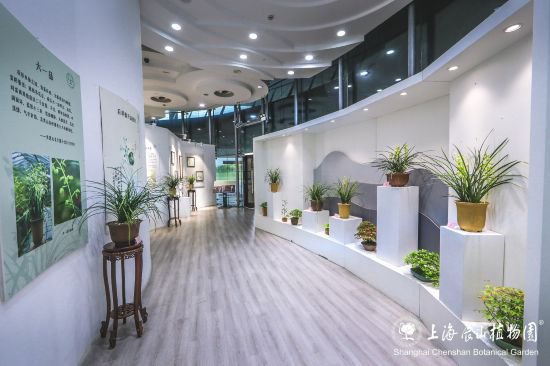 第六届上海国际兰展开幕，2万余株兰花亮相辰山植物园