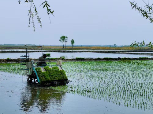 泰来农场有限公司拉开水稻高标准插秧序幕