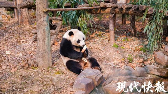 装浴霸、<em>铺地暖</em>……扬州动物园的动物们这样过冬