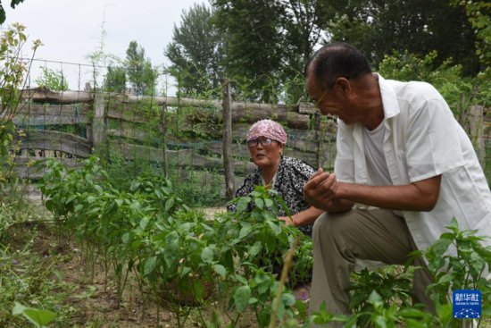 从荒漠到林海：73岁蒙古族老人百顺的治沙故事