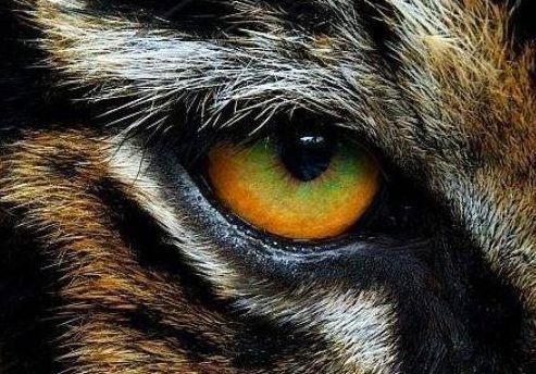 心理学：哪只眼睛不是老虎的眼睛？测<em>是谁</em>挡了你的财路，<em>准的</em>...