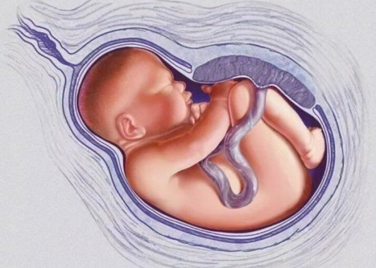 <em>胎儿</em>能听到子宫外的声音吗？了解“<em>听力发育时间</em>轴”，科学做...