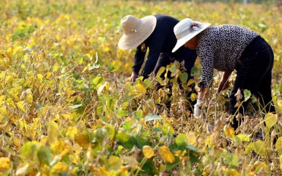 2022年，“<em>三农</em>工作”重点发布，农民能从<em>哪</em>几个点赚钱？